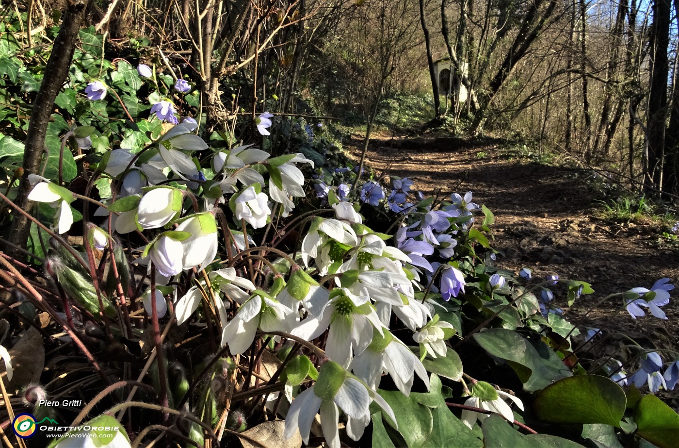 09 Sul sent. 505 festa di fiori , erba trinita (Hepatica nobilis) .JPG